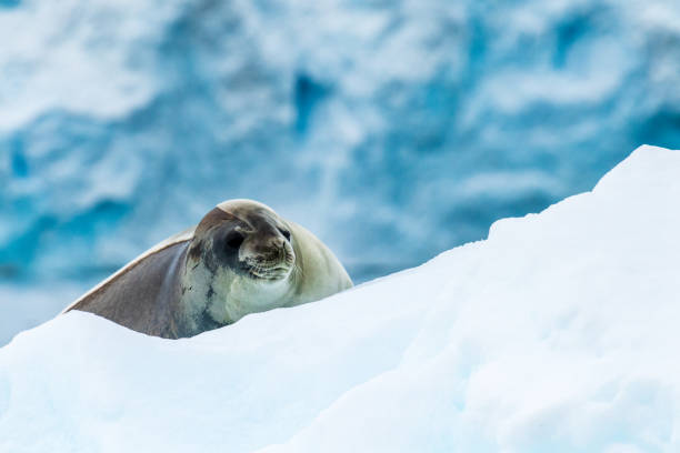 istock Close-up of a Weddell seal 2150958222