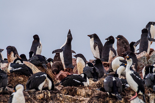 Impression of the Adelie Penguin - Pygoscelis adeliae- colony, near the fish islands, on the Antarctic Peninsula
