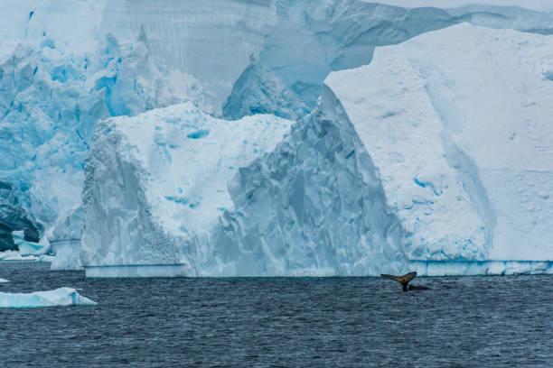 istock Landscape of the Antarctic Peninsula 2150958248