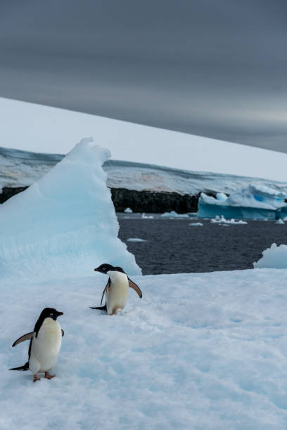 istock Adelie Penguin standing on an iceberg 2150958292