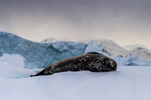 Close-up of a Weddell seal -Leptonychotes weddellii- resting on a small iceberg near Cuverville Island on the Antarctic peninsula