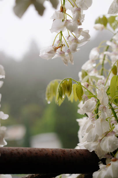 White wisteria blossoms and young green leaves hang delicately against a soft-focused background, glistening with raindrops from a recent shower. The tranquility of the scene evokes the serene beauty of a spring day.