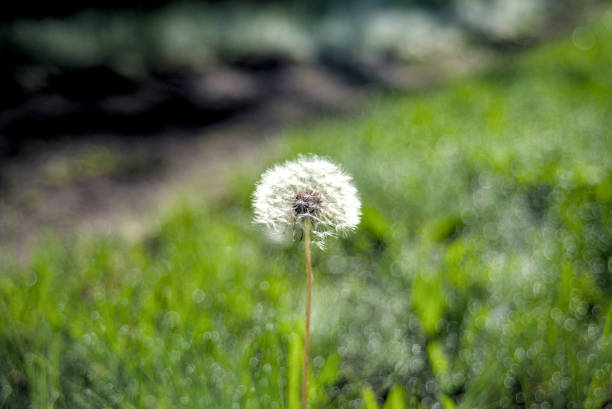 White head of dandelion on blurred background