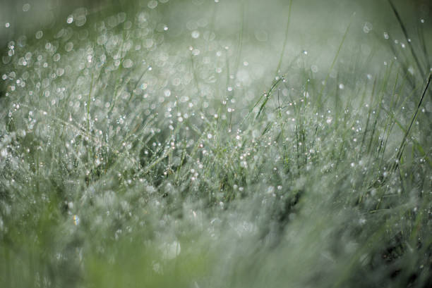 Fresh green grass with dew drops in morning sunlight. Beautiful nature closeup field landscape with water droplets.