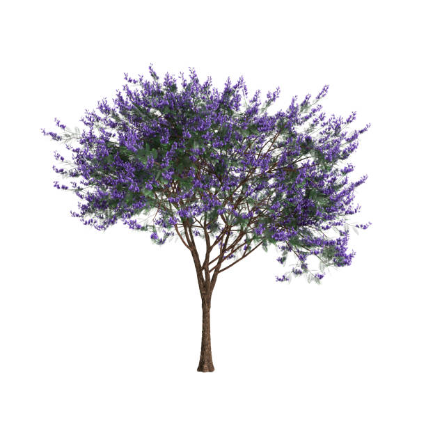 istock 3d illustration of Jacaranda mimosifolia tree isolated on white background 2150961648