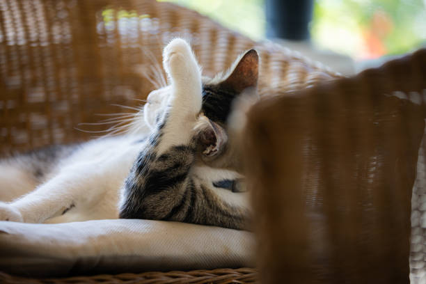 A little kitten being cute stretching out in a strip of bright window sunlight indoors.