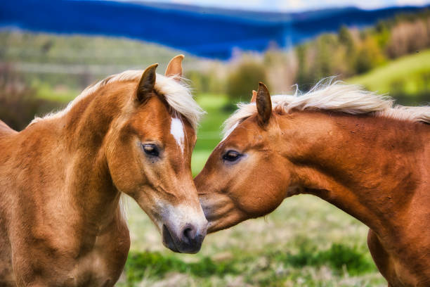 at the Haflinger stud farm in Meura in the Thuringian Forest