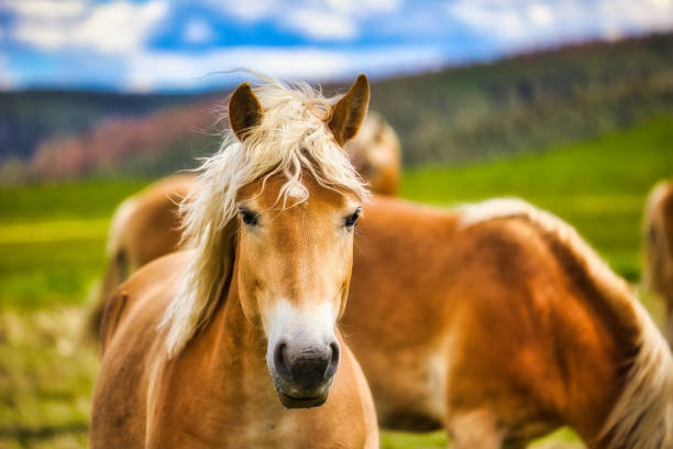 at the Haflinger stud farm in Meura in the Thuringian Forest