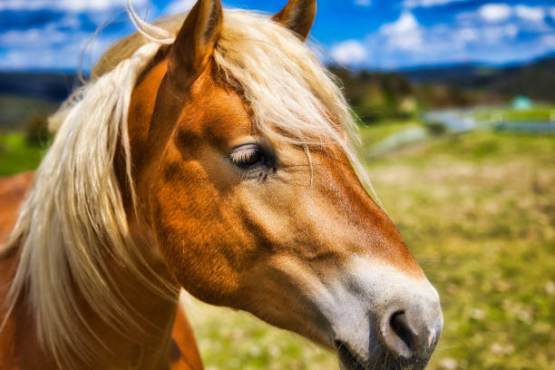 istock at the Haflinger stud farm in Meura in the Thuringian Forest 2150964418