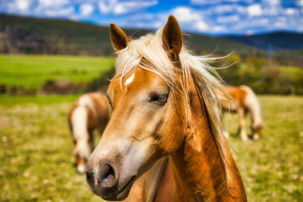 istock at the Haflinger stud farm in Meura in the Thuringian Forest 2150964959