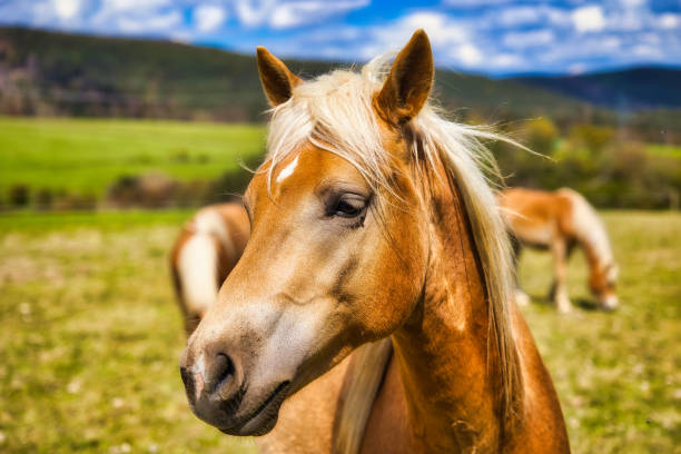 istock at the Haflinger stud farm in Meura in the Thuringian Forest 2150965076