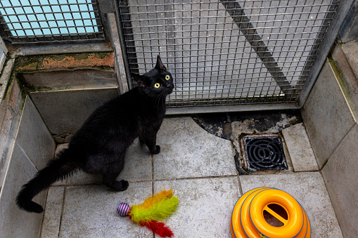 High angle view of a cat waiting to be adopted at an animal shelter in the North East of England.