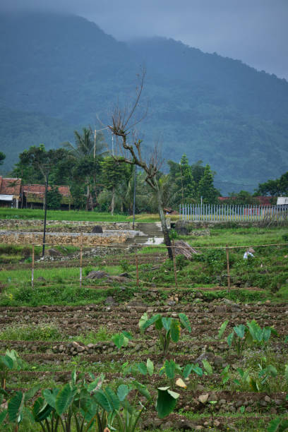 istock Tree that stands alone without leaves in the middle of a rice field 2150966867