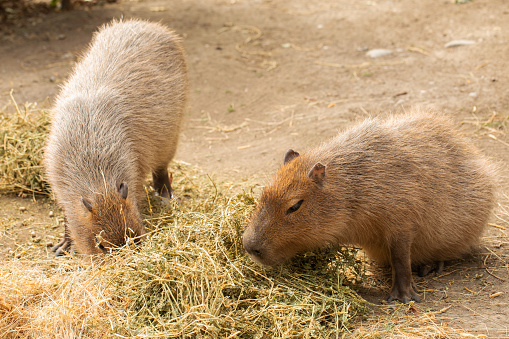Two capybaras grazing peacefully on hay in a natural setting, showcasing their social and foraging behaviors.
