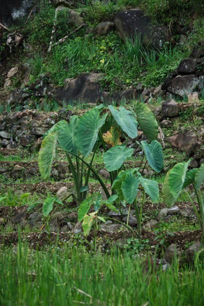 istock Taro Trees Flourishing Beside Rice Fields 2150966934
