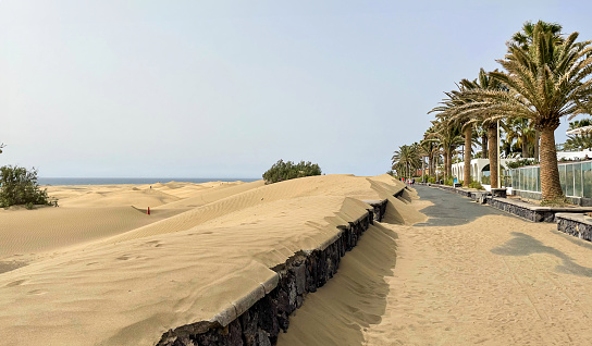 Desert comes to the city. Sandstorm in Maspalomas, seafront in dunes, palm trees and ocean. Canary islands. High quality photo