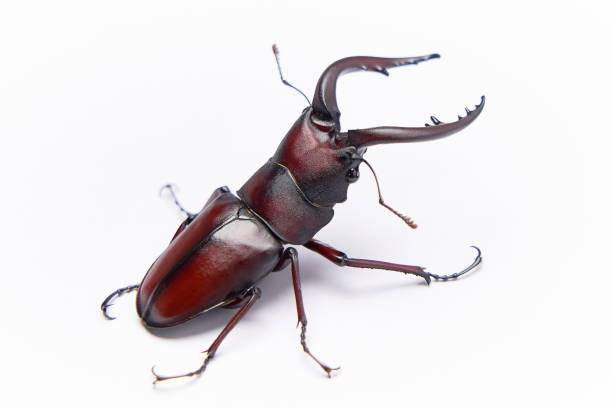 istock One large Japanese stag beetle with one white background 2150968603