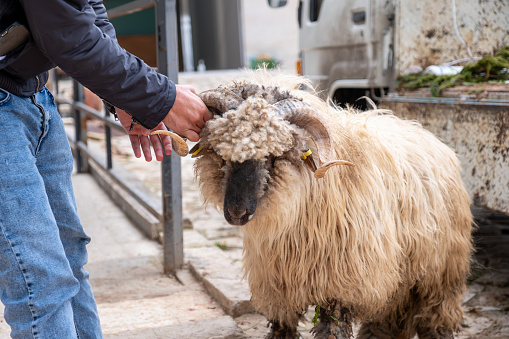 A person holding the horn of a sheep with curly wool in a courtyard, likely preparing for Eid al-Adha, a significant Islamic festival involving sacrificial rituals and livestock