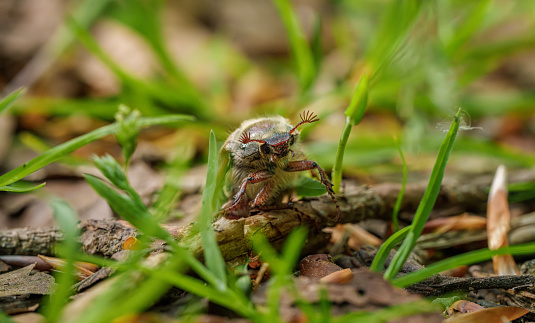 Closeup of an insect, an arthropod organism, a pollinator, adapted to terrestrial environments. The beetle is sitting on the ground next to a plant, potentially as a pest for the plant