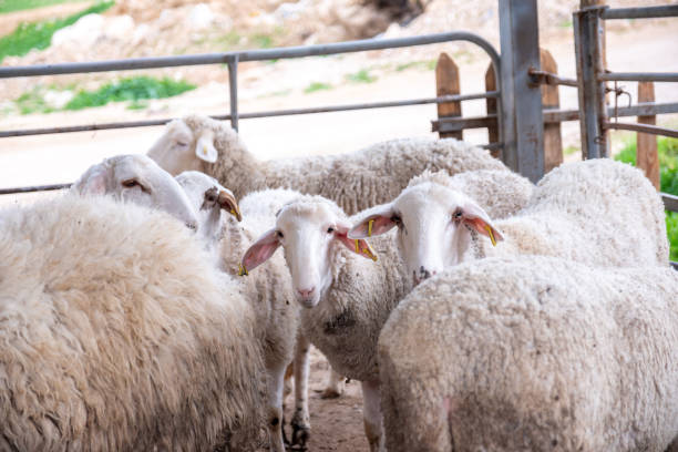 istock The sheep barn contains various types of sheep, lamps, and cattle 2150969536