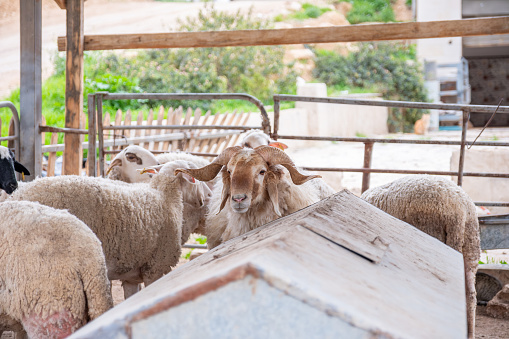 Sheep gathered in a pen, some with distinct horns, possibly awaiting their fate for Eid al-Adha, a significant Islamic festival involving sacrificial rituals and livestock
