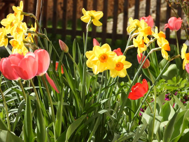 istock Red tulips (Tulipa) and yellow daffodils (Narcissus) in a flower bed 2150971954