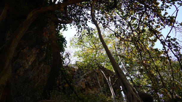 istock morning view of forest 2150972493
