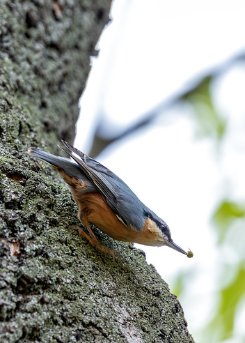 Compact songbird with blue-grey back & rusty patch. Expert climber, finds nuts & insects in Prague's trees.