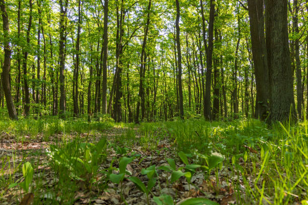 Deciduous forest in which lilies of the valley grow.