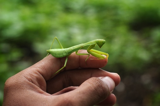background of a praying mantis perched on a human hand