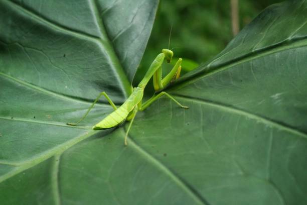 istock A praying mantis was walking on a taro leaf in the forest 2150973166