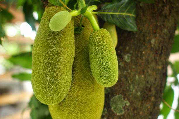 istock The background is a young jackfruit in a plantation 2150973382