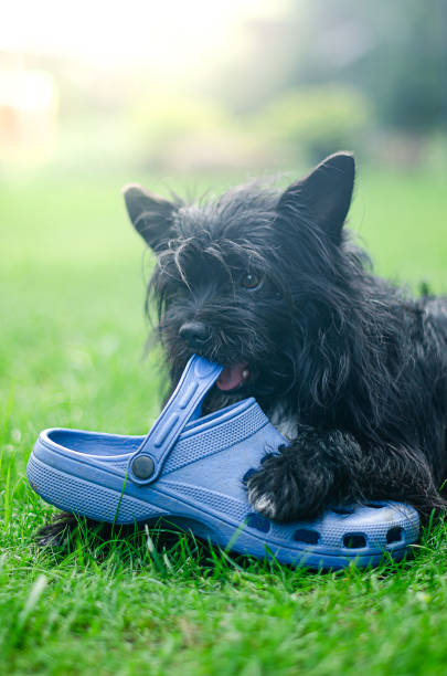 young dog gnawing boot on the grass. High quality photo