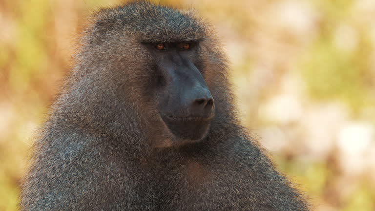 Close portrait of magnificent baboon sitting looking around. Beautiful african primate concerned with look of camera, turning head. Concept of safari, wildlife, nature, tourism.
