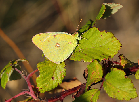 Clouded Yellow butterfly - Colias croceus. Perched on a blackberry bush leaf. Sighted Oeiras, Portugal. Undererwing view.  defocused backround for effect.  Copy space.