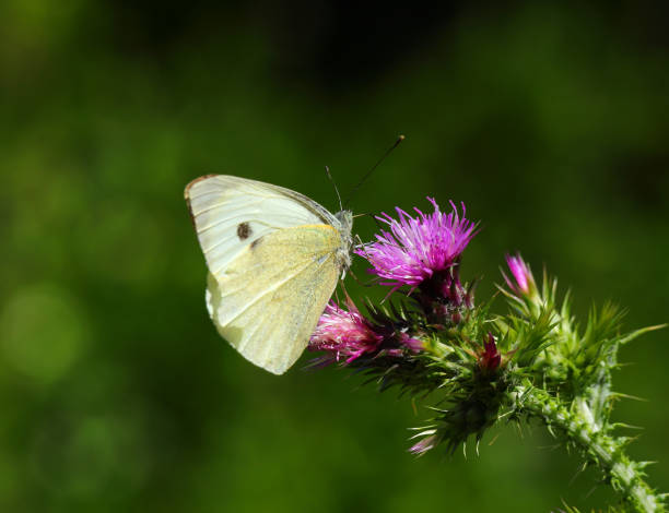 istock A Pieris brassicae - Large White butterfly. Oeiras, Portugal. 2150975301