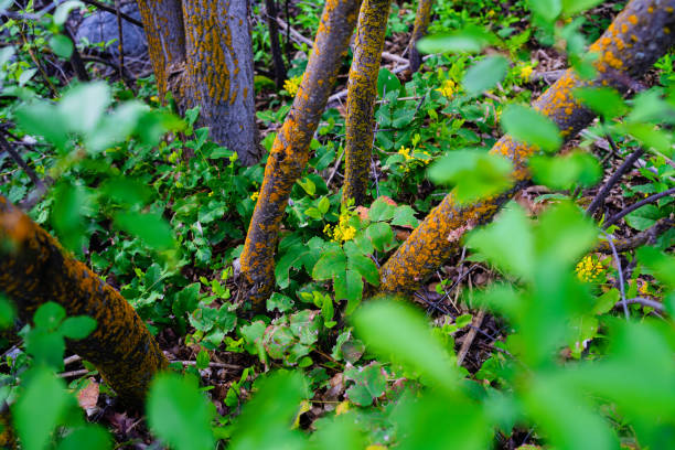 Vibrant Green with Orange Lichen Covered Trees - Springtime nature scenic with selective focus on yellow flowers in center.