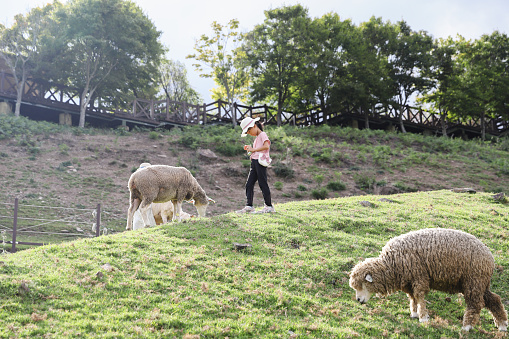 The Asian girl feeds the lambs at Qingjing Farm in Nantou County, Taiwan. She chases the sheep, touches the sheep, holds the sheep, and has fun playing on the grass.
