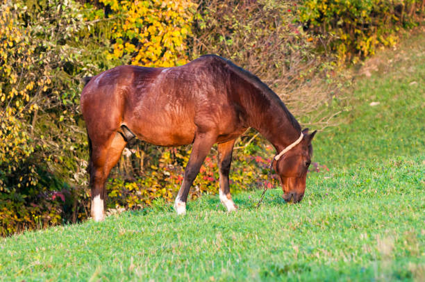 Horse grazing on a mountain meadow, Beskid region of Carpathian Mountains near Slavsko town, Ukraine