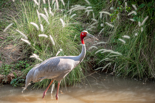 Eastern Sarus Crane (Grus antigone) at Huai Chorakhemak Reservoir Non-hunting Area,Burirum,Thailand.