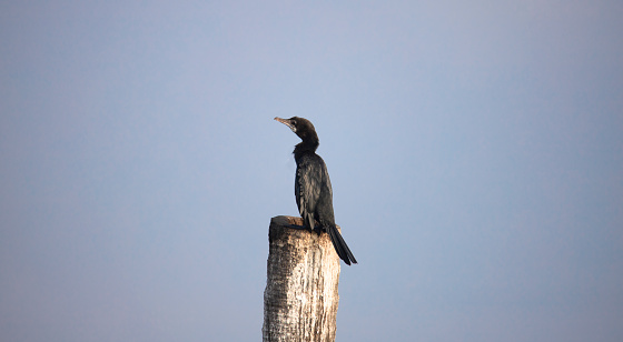 Little Cormorant perching on a wood log in wetland.