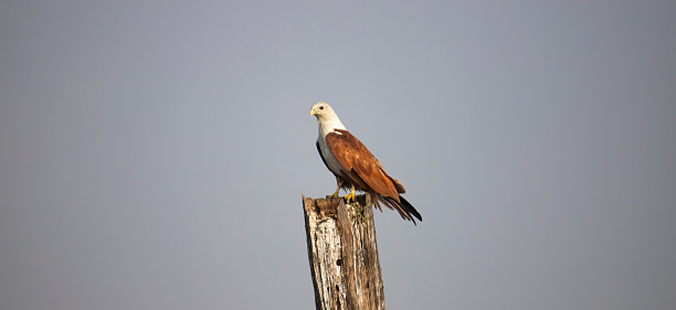 The beauty of Brahminy Kite which is an endemic bird, Tamilnadu, India.