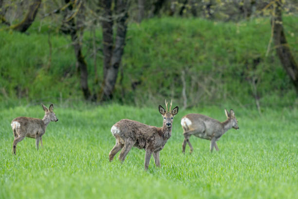 istock Roebuck (Capreolus capreolus) and two female roe deers 2150980016