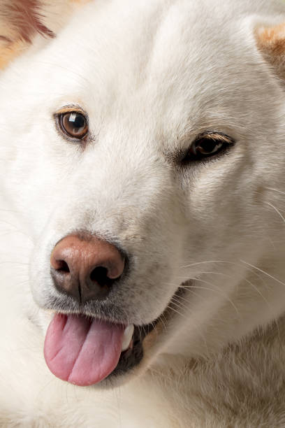 An all-white, Siberian husky dog with bright blue eyes lies on grass and dirt. The dog's fur is clean, and it is wearing a black collar, adding contrast.