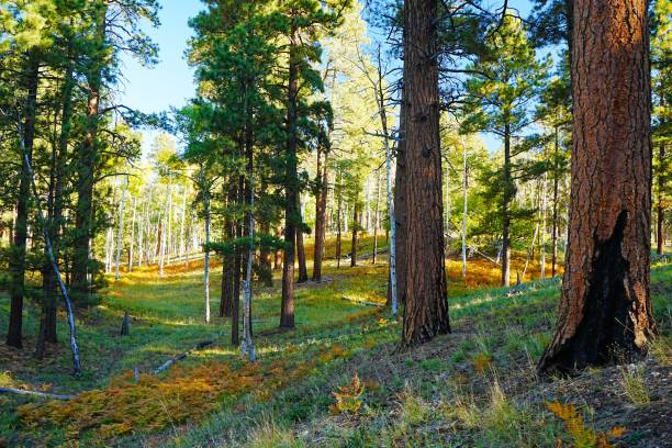 North Rim Grand Canyon Arizona