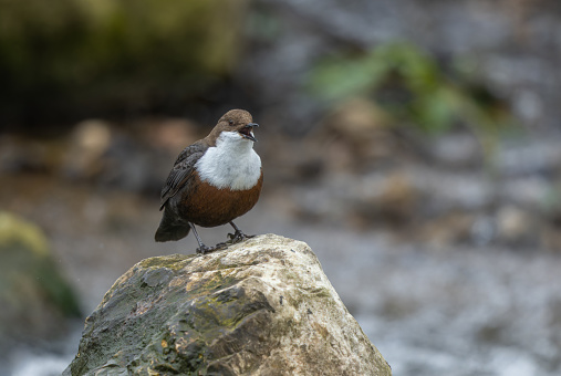 Male white-throated dipper (Cinclus cinclus) singing on a rock.