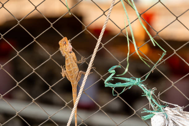 The reptiles are all focused on climbing the net, and they are all determined to reach the top