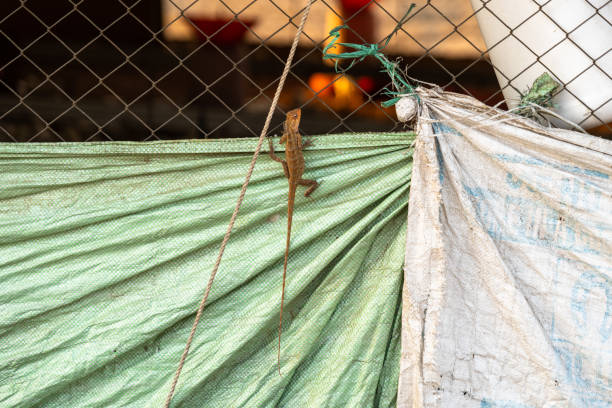 istock reptiles climbing on a net - stock Photo 2150981522