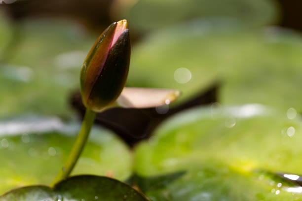 A vivid close-up of a fresh green leaf, dripping with water droplets. The beauty and detail in macro photography brings the flower to life.