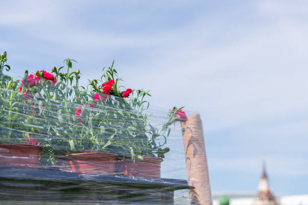 A young woman is seen working in a vibrant flower greenhouse, surrounded by various potted plants and gardening tools.